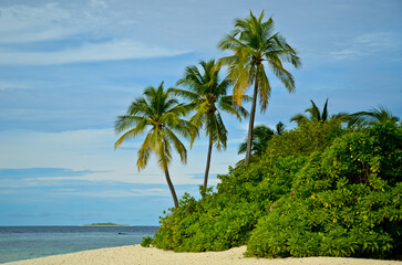 Obraz premium beach with palm trees