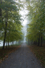 Obraz premium Autumn in Moldova, foggy landscape in the park. Thick fog early in the morning on the lake shore.
