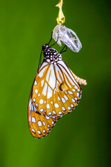 Close-up of a "Blue Tiger" or tirumala hamata butterfly emerged from pupa, drying and stretching its wing for the first flight.