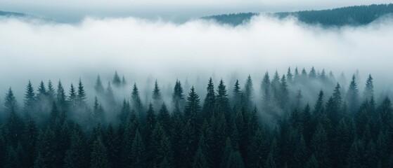 Cloud in a dark forest covered trees overcast Dark Clouds Over Forest Landscape