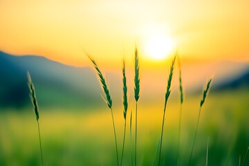 Fototapeta premium Serene sunrise over a lush wheat field with glowing golden hues : Generative AI