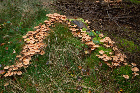 Group of Honey mushrooms following roots of dead pine tree, probably killed by this plant-pathogenic fungus