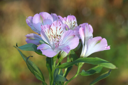 Close up of pink white flowers of Peruvian lily, lily of the Incas (Alstroemeria). Blurred Dutch garden on the background. Netherlands