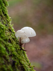 Buchen-Schleimrüblinge auf einem bemoosten Baumstumpf im Herbstwand vor softem Hintergrund