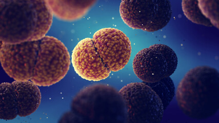 Meningitis bacteria, Neisseria meningitidis. Meningococcal meningitis is a bacterial form of meningitis, a serious infection that can be lethal in few hours or leave people with permanent disabilities