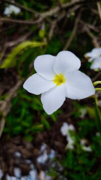 A closeup of plumeria pudica, frangipani, Araliya flower, cempaka, kemboja in white with yellow throat in the centre blooms beautifully