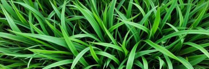 Obraz premium Lush green grass texture background with fresh blades, meadow, natural