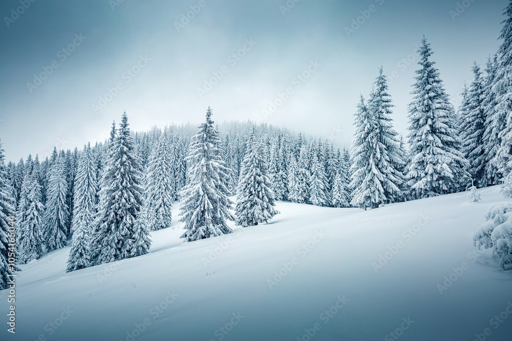 Poster tranquil winter scene of a coniferous forest with frosted christmas trees on a gloomy foggy day. pho