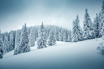 Obraz premium Tranquil winter scene of a coniferous forest with frosted Christmas trees on a gloomy foggy day. Photo wallpapers.