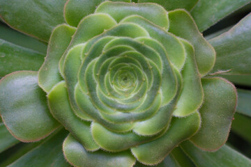 close-up Succulent flower in a pot in a greenhouse