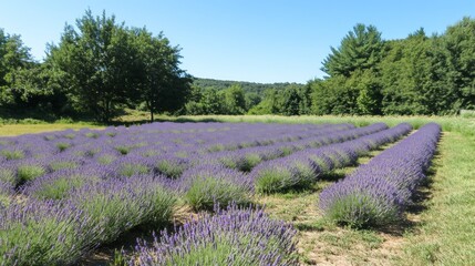 Fototapeta premium Field of lavender blooming under the sun. Vibrant floral landscape with purple blossoms.