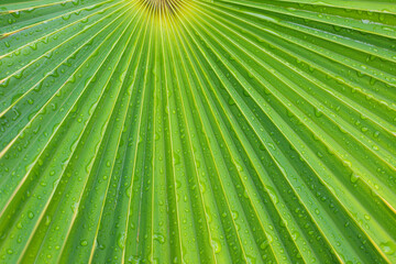 Obraz premium close up straight lines texture of green palm leaves