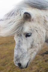 Fototapeta premium beautiful Icelandic horses with long manes are grazing and eating hay