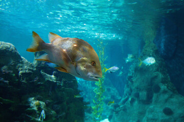 A marine fish trap swims in an aquarium between reefs