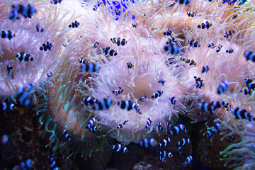 Clown Fish swims in a large aquarium with other fish