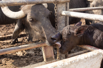 a herd of young buffalo lives on a rural farm