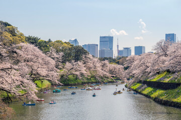 Tokyo, Japan - Mar 30 : the unidentified traveller padding a boat to see sakura in Chidori park on...