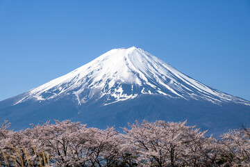 Mountain Fuji and sakura cherry blossom in Japan spring season