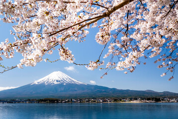 Fuji mountain and cherry blossoms Sakura in spring at Kawaguchiko, Japan.