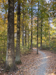 Obraz premium Path through gold colored autumn trees on tranquil morning at Princeton park in New Jersey