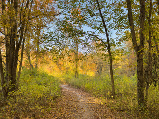 Obraz premium Path through gold colored autumn trees on tranquil morning at Princeton park in New Jersey