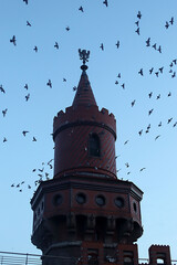 tour avec des oiseaux qui volent