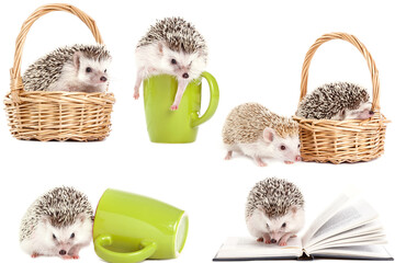 Variety of adorable hedgehogs with different items on a white background