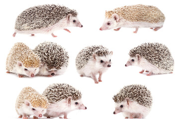 Variety of adorable hedgehogs in different poses on a white background
