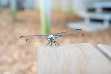 Libelula, fauna, natura, wings, insecto © Neus