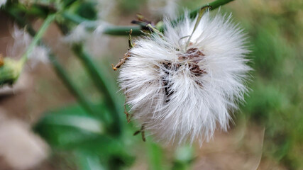 Close-up of a fluffy dandelion seed head, nature's beauty capturing the delicate details of its structure. Perfect for floral themes or botanical designs.