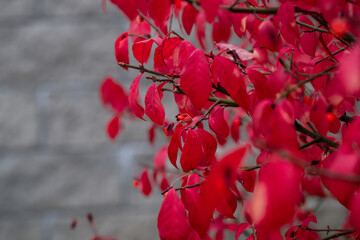 Red Burning bush Euonymus alatus Compactus tree in the garden