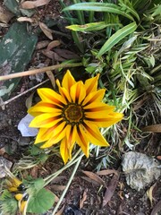 big yellow flowers of a gazania