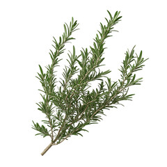 Fresh rosemary sprig isolated on a black background.