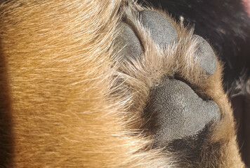 Close-up of a dog's paw showcasing its unique texture and fur patterns. Perfect for pet lovers and animal enthusiasts.