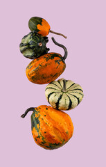 Decorative pumpkin isolated on color background
