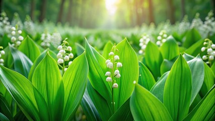 Obraz premium Vivid green spring forest field with lily of the valley flowers