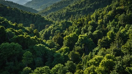 Obraz premium Lush green forest with blue skies and bright scenery