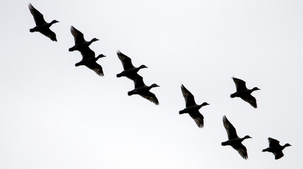 Birds soar elegantly in a V formation, silhouetted against a light gray sky, showcasing nature's beauty and harmony