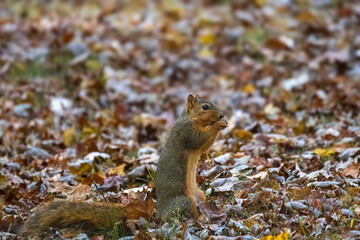 The fox squirrel (Sciurus niger), also known as the eastern fox squirrel or Bryant's fox squirrel.