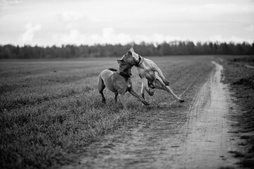 American Pit Bull Terrier on a walk in the field. Black and white photo.
