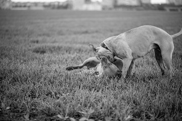 American Pit Bull Terrier on a walk in the field. Black and white photo.