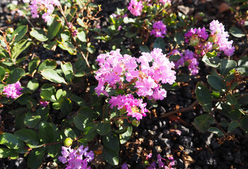 ピンクの可愛い小さな花