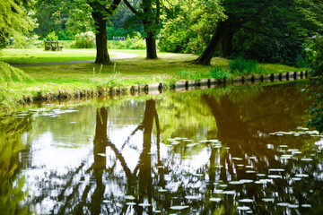 Reflections of trees in a natural park