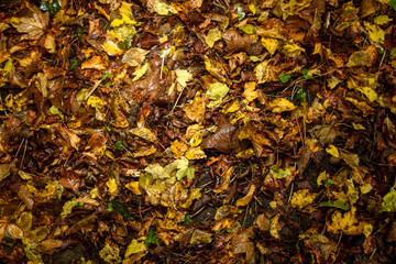Golden and crimson autumn leaves scattered on the ground, blending in shades of amber, rust, and deep orange