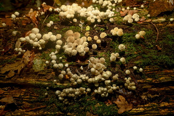 Small mushrooms growing in autumn on a damp, dead tree trunk.