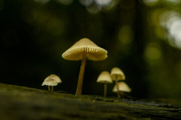 Small mushrooms growing in autumn on a damp, dead tree trunk.