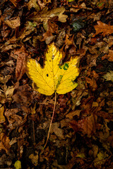 Golden and crimson autumn leaves scattered on the ground, blending in shades of amber, rust, and deep orange