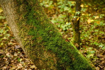 Green moss growing on a damp tree trunk in a forest.