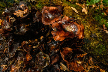 Small mushrooms growing in autumn on a damp, dead tree trunk.