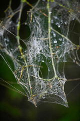 Spider webs covering a branch with water droplets and a forest background.